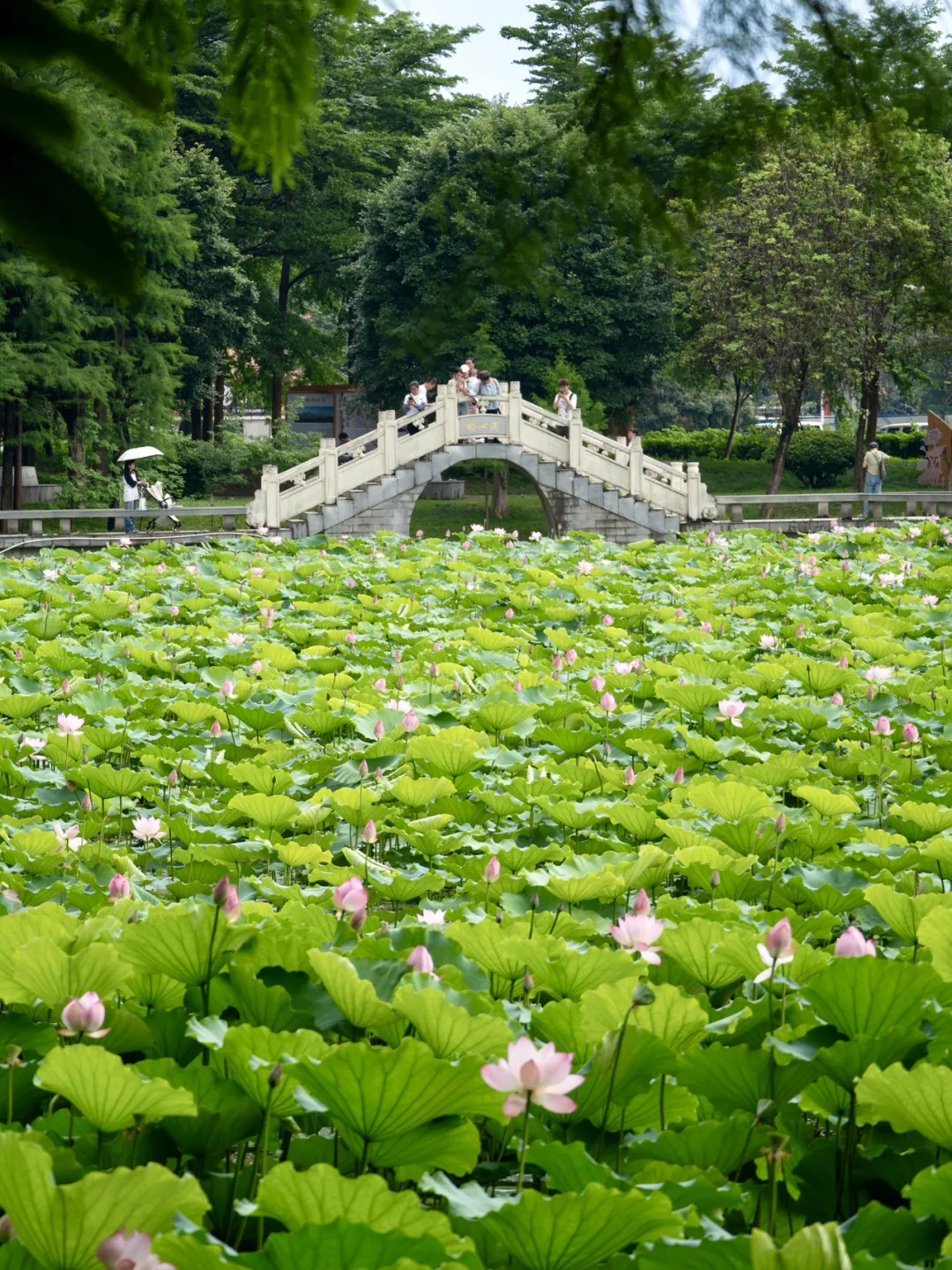 “龙舟水”暂歇,阳光即将上线,晾晒可以安排了!本月广东还有3次高温天气 “龙舟水”暂歇,阳光即将上线,晾晒可以安排了!本月广东还有3次高温天气