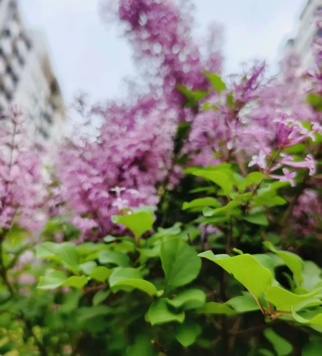 挺凉爽!未来几天冰城最高温20℃出头 挺凉爽!未来几天冰城最高温20℃出头
