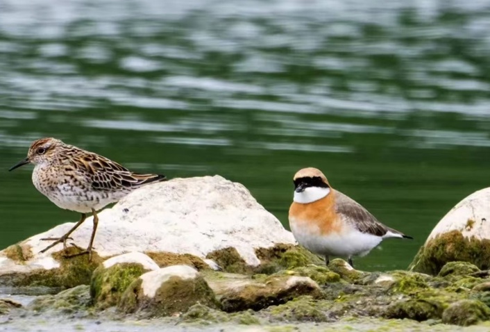生态持续向好 北京陆生野生动物增至620种 生态持续向好 北京陆生野生动物增至620种