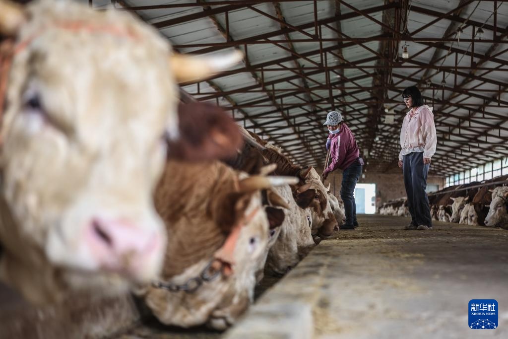 父女两代人见证沙地披绿装 父女两代人见证沙地披绿装