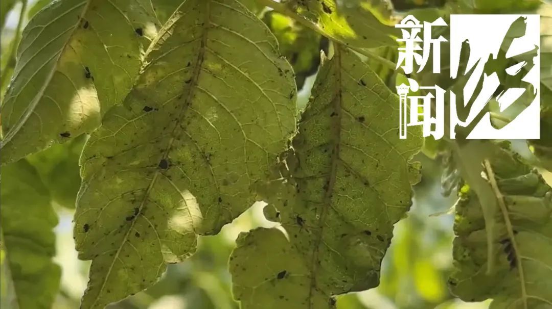 上海街头这些不明粘液是啥？目前正是高发期