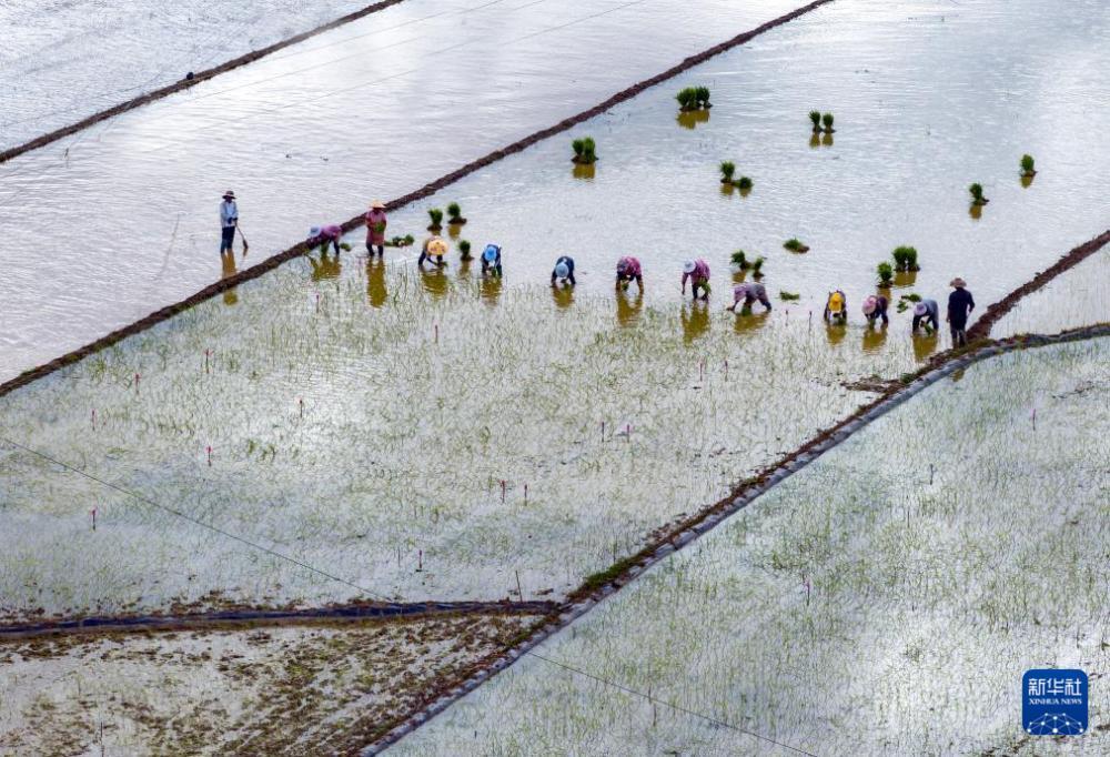 时雨及芒种 四野皆插秧 时雨及芒种 四野皆插秧