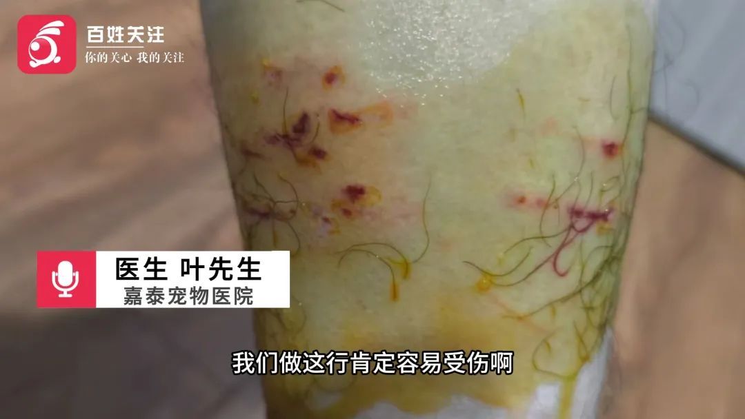 “我劝你带个手套”!宠物医生质疑猫咪战斗力,话音未落就被...... “我劝你带个手套”!宠物医生质疑猫咪战斗力,话音未落就被......