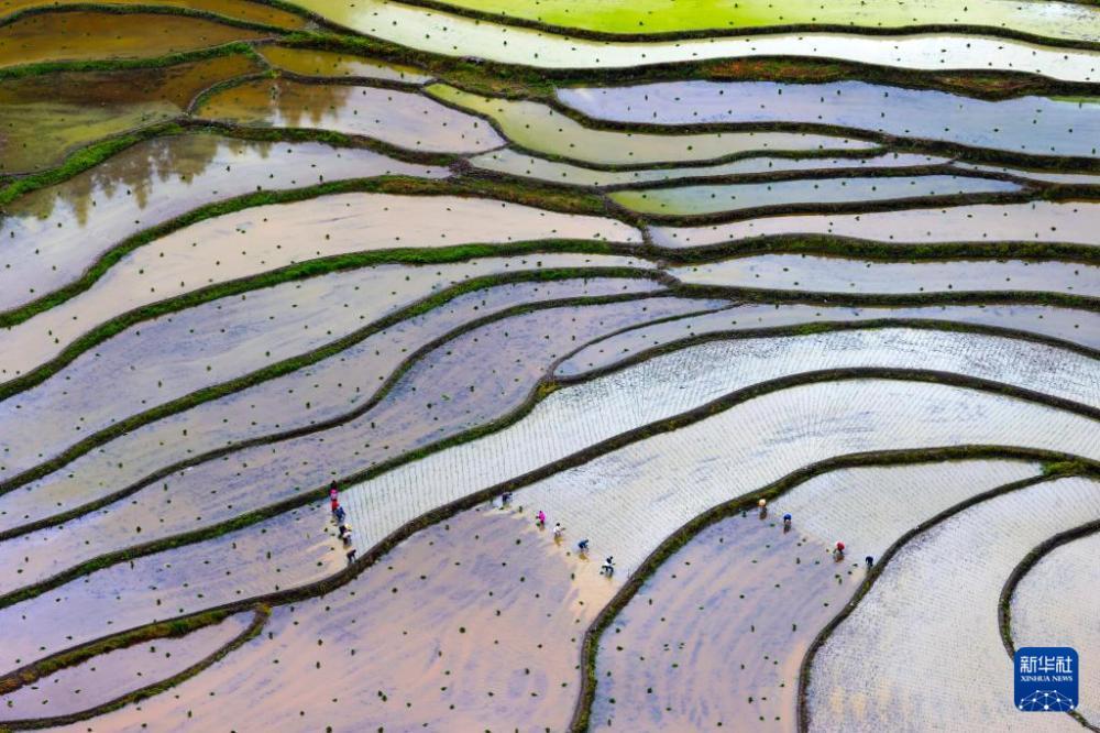 时雨及芒种 四野皆插秧 时雨及芒种 四野皆插秧