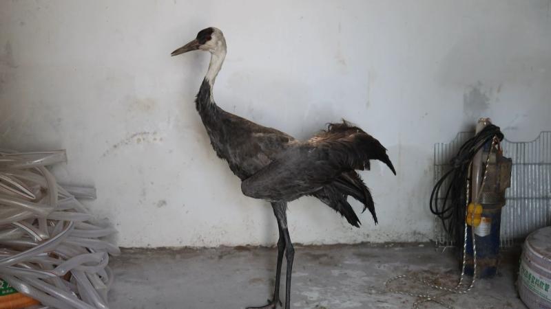 白头鹤受伤滞留鄱阳湖 江西都昌野保部门全力救助 白头鹤受伤滞留鄱阳湖 江西都昌野保部门全力救助