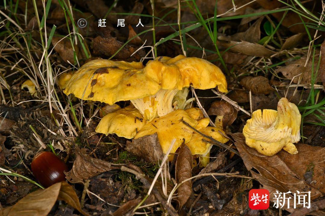 紫金山特有鸡油菌遭遇“暴力采集”，定名者痛心呼吁：它不好吃，但很重要