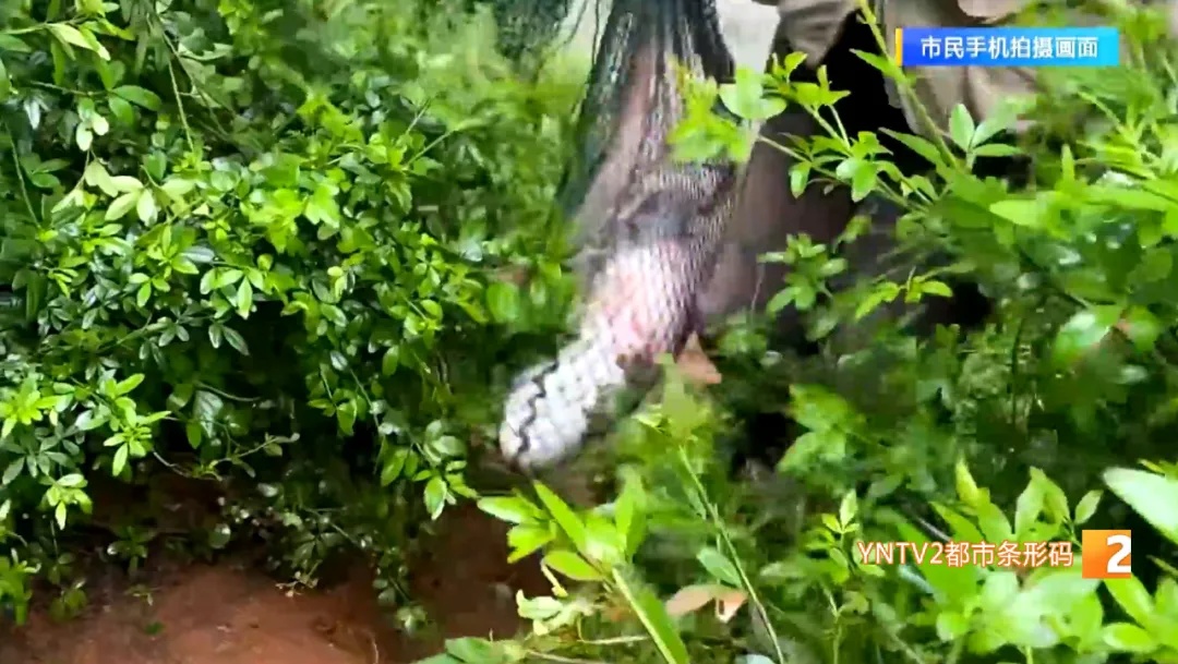 嚣张！盘龙江禁渔区，有人一边捞一边卖！