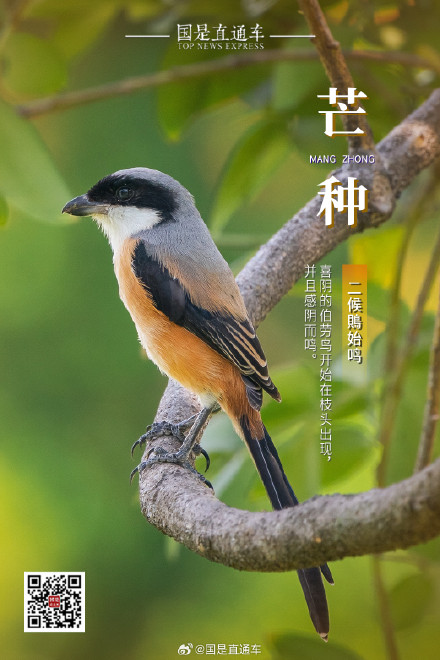 诗句中的24节气:今日芒种 诗句中的24节气:今日芒种