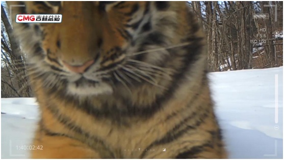 世界环境日丨东北虎豹栖息地巡检有“技”巧 组合装备即将上线 世界环境日丨东北虎豹栖息地巡检有“技”巧 组合装备即将上线