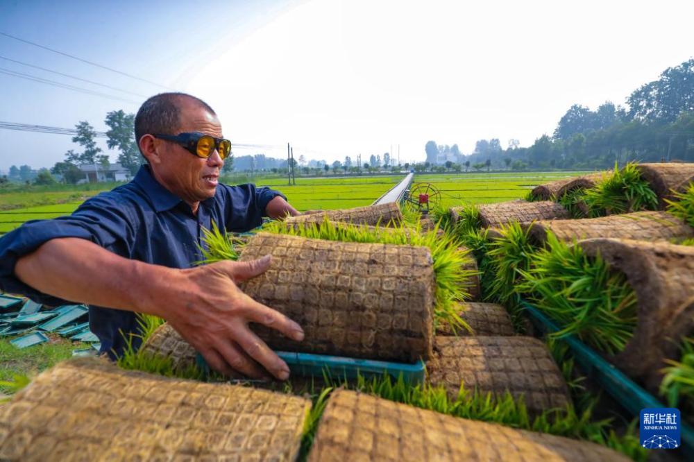时雨及芒种 四野皆插秧 时雨及芒种 四野皆插秧