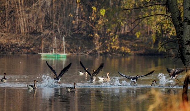 生态持续向好 北京陆生野生动物增至620种 生态持续向好 北京陆生野生动物增至620种