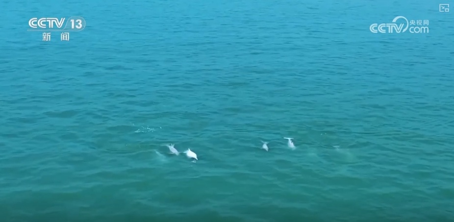 生态保护向“智”向“新” 白海豚有了高科技“保镖” 生态保护向“智”向“新” 白海豚有了高科技“保镖”