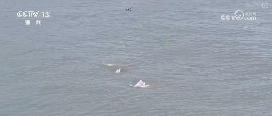 生态保护向“智”向“新” 白海豚有了高科技“保镖” 生态保护向“智”向“新” 白海豚有了高科技“保镖”