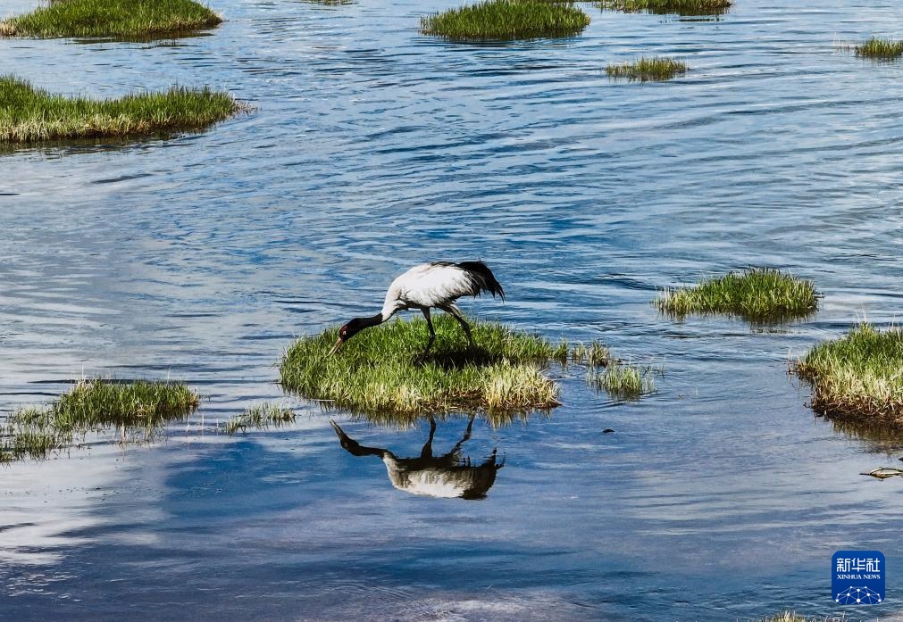 隆宝滩:长江源头的生命律动 隆宝滩:长江源头的生命律动