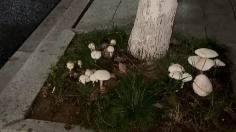 一家6口送进ICU,孩子病危!紧急提醒:不要采,不要吃 一家6口送进ICU,孩子病危!紧急提醒:不要采,不要吃