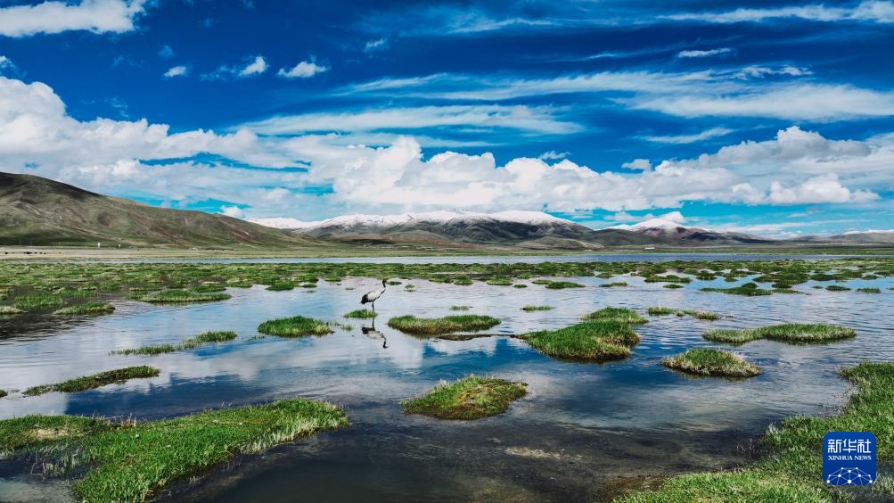 隆宝滩:长江源头的生命律动 隆宝滩:长江源头的生命律动