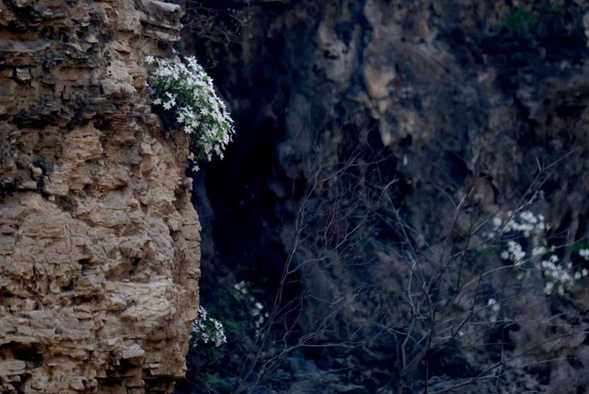 生态持续向好 北京陆生野生动物增至620种 生态持续向好 北京陆生野生动物增至620种