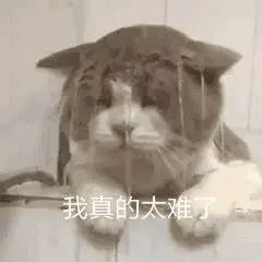 “我劝你带个手套”!宠物医生质疑猫咪战斗力,话音未落就被...... “我劝你带个手套”!宠物医生质疑猫咪战斗力,话音未落就被......