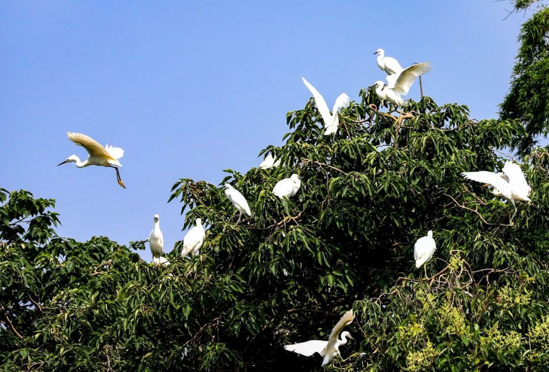 惊喜!时隔4年,它们再现 惊喜!时隔4年,它们再现