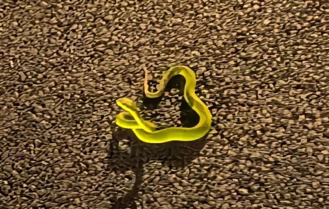 男子在东莞湖边被蛇咬伤,忍痛拍下蛇的照片…… 男子在东莞湖边被蛇咬伤,忍痛拍下蛇的照片……