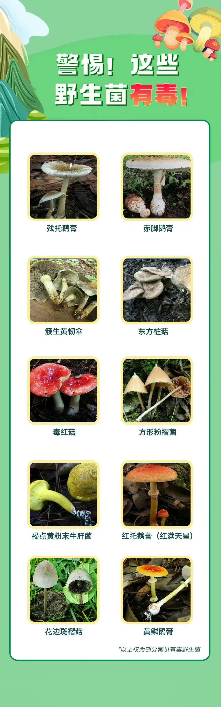 一家6口进ICU,其中5岁孩子病危!采蘑菇要提防“致命陷阱” 一家6口进ICU,其中5岁孩子病危!采蘑菇要提防“致命陷阱”