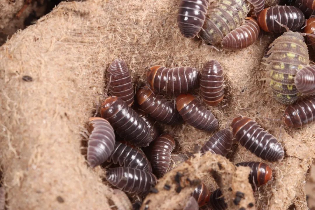 深圳邮局海关在“食品蛋糕”中查获165只活体鼠妇，网友：头皮发麻