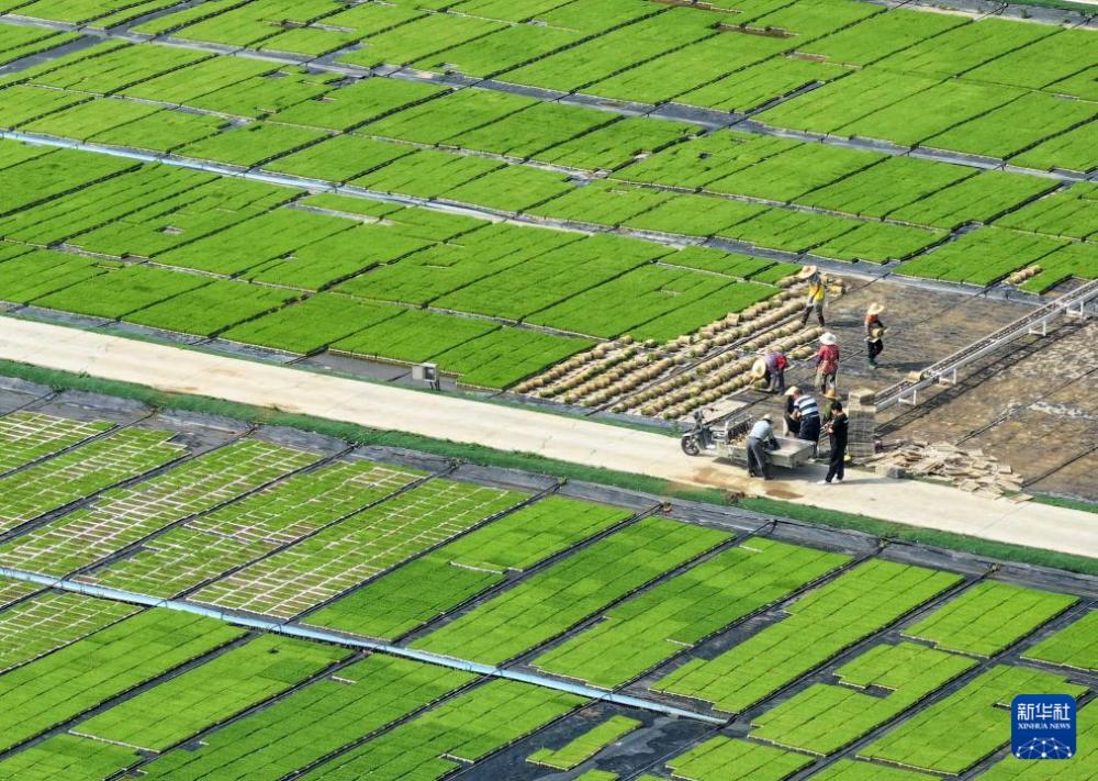 时雨及芒种 四野皆插秧 时雨及芒种 四野皆插秧