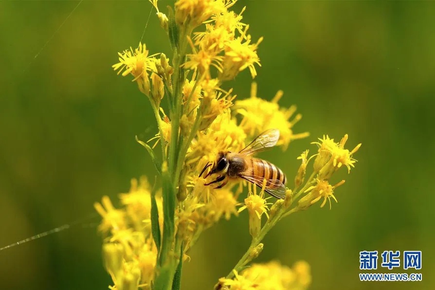 厦门:一男子眼中被取出两根“毒针”!背后真相…… 厦门:一男子眼中被取出两根“毒针”!背后真相……