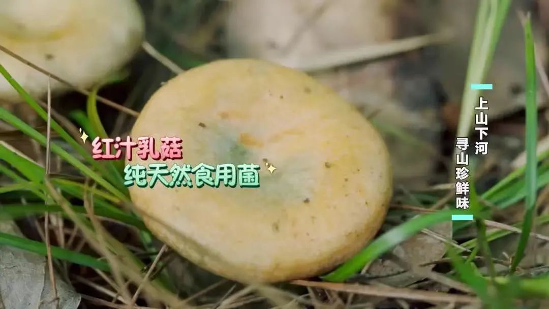 一家6口送进ICU,孩子病危!紧急提醒:不要采,不要吃 一家6口送进ICU,孩子病危!紧急提醒:不要采,不要吃