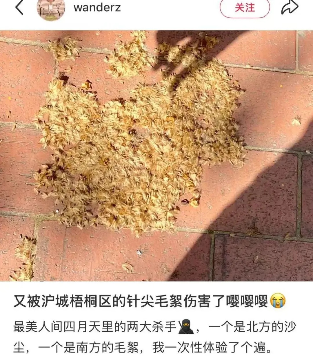 上海街头这些不明粘液是啥?目前正是高发期…… 上海街头这些不明粘液是啥?目前正是高发期……