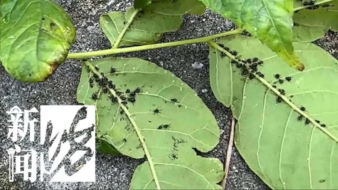 上海街头这些不明粘液是啥?目前正是高发期…… 上海街头这些不明粘液是啥?目前正是高发期……