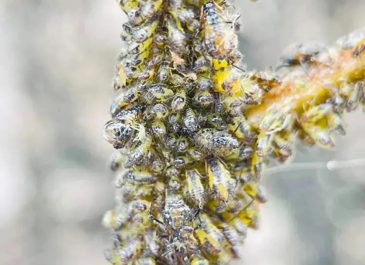 上海街头这些不明粘液是啥?目前正是高发期…… 上海街头这些不明粘液是啥?目前正是高发期……