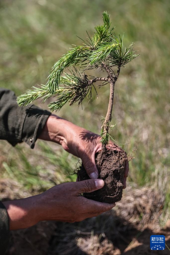 父女两代人见证沙地披绿装 父女两代人见证沙地披绿装