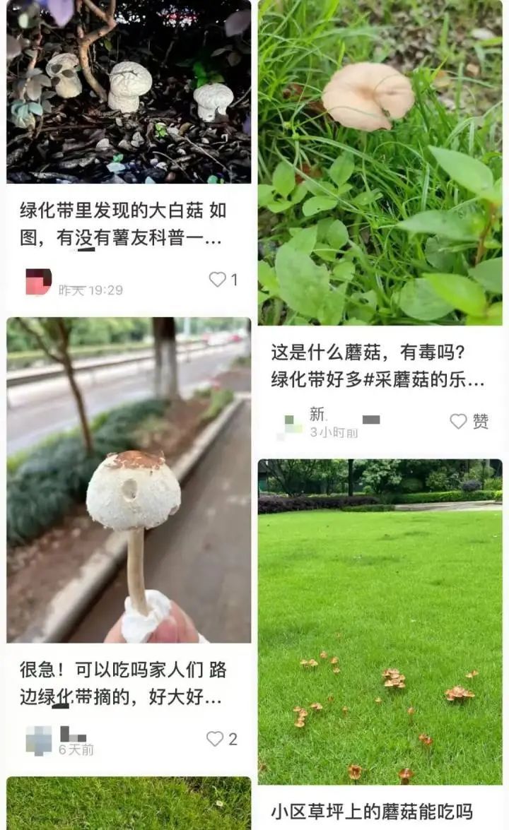 一家6口送进ICU,孩子病危!紧急提醒:不要采,不要吃 一家6口送进ICU,孩子病危!紧急提醒:不要采,不要吃