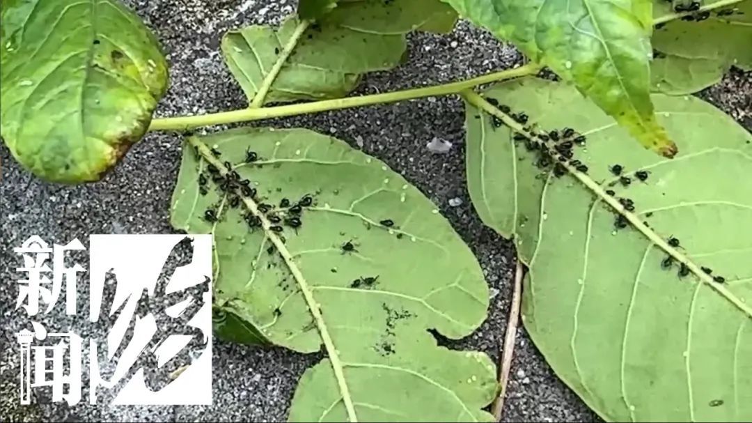 上海街头这些不明粘液是啥？目前正是高发期