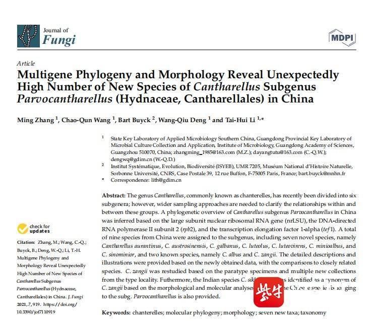 紫金山特有鸡油菌遭遇“暴力采集”，定名者痛心呼吁：它不好吃，但很重要