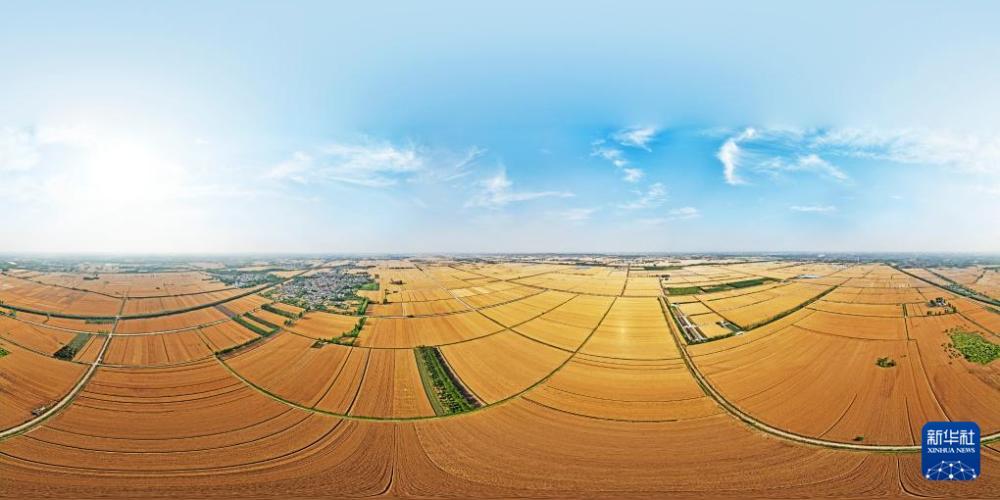 时雨及芒种 四野皆插秧 时雨及芒种 四野皆插秧