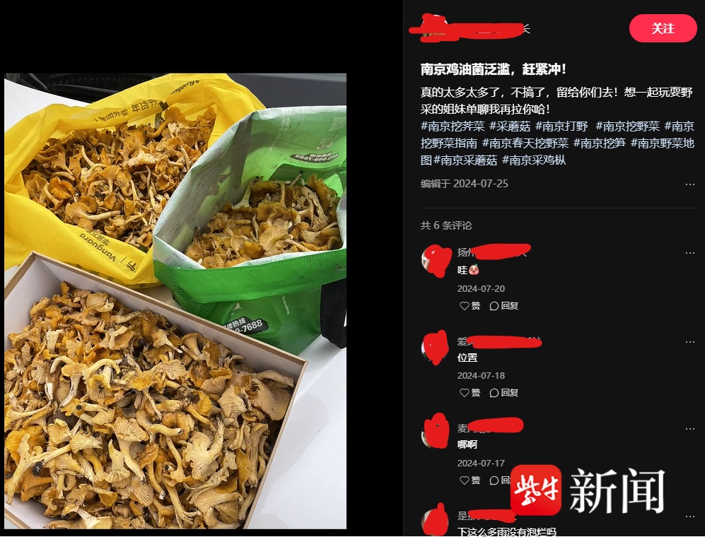紫金山特有鸡油菌遭遇“暴力采集”，定名者痛心呼吁：它不好吃，但很重要