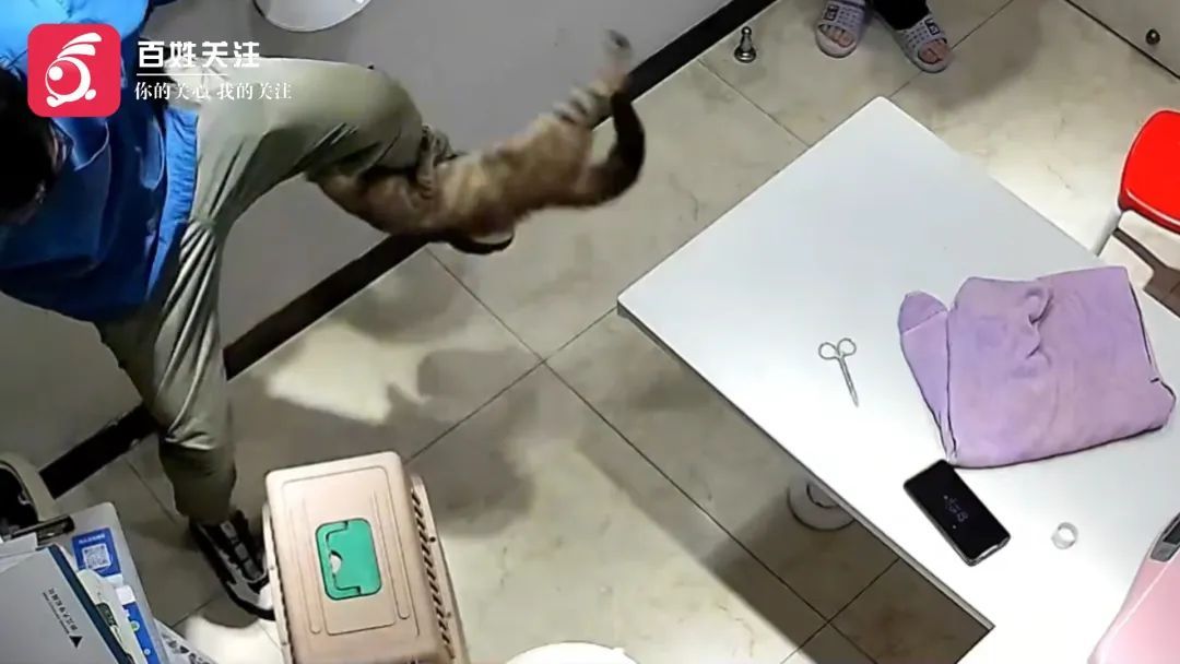 “我劝你带个手套”!宠物医生质疑猫咪战斗力,话音未落就被...... “我劝你带个手套”!宠物医生质疑猫咪战斗力,话音未落就被......