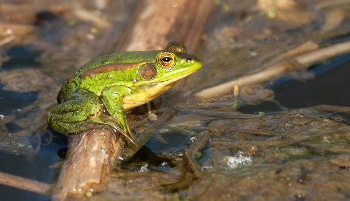 生态持续向好 北京陆生野生动物增至620种 生态持续向好 北京陆生野生动物增至620种