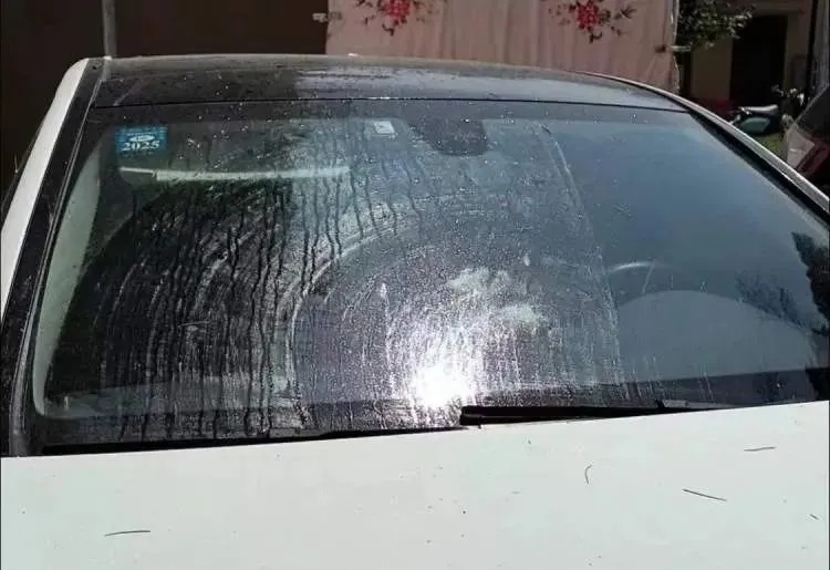 上海街头这些不明粘液是啥?目前正是高发期…… 上海街头这些不明粘液是啥?目前正是高发期……