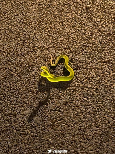 37岁男子湖边散步时被蛇咬伤,他忍痛给“小青”拍了照片 37岁男子湖边散步时被蛇咬伤,他忍痛给“小青”拍了照片