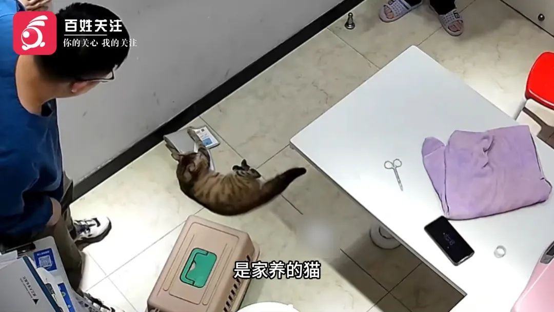 “我劝你带个手套”!宠物医生质疑猫咪战斗力,话音未落就被...... “我劝你带个手套”!宠物医生质疑猫咪战斗力,话音未落就被......