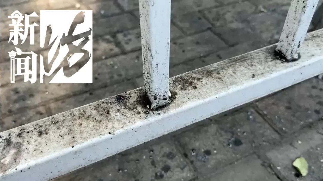 上海街头这些不明粘液是啥？目前正是高发期