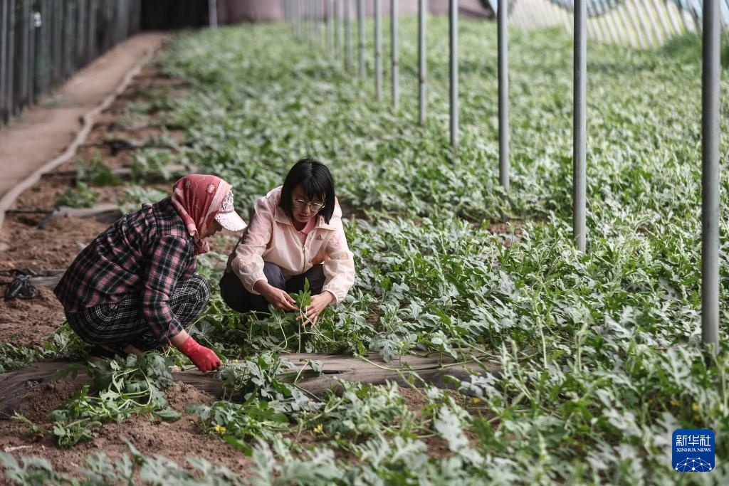 父女两代人见证沙地披绿装 父女两代人见证沙地披绿装