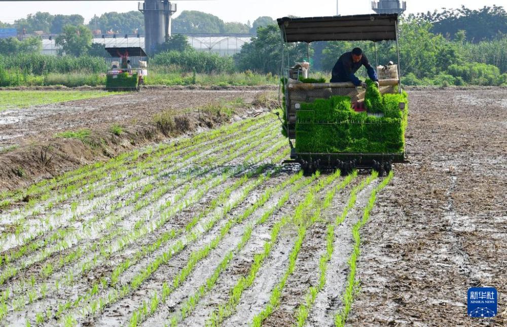 时雨及芒种 四野皆插秧 时雨及芒种 四野皆插秧