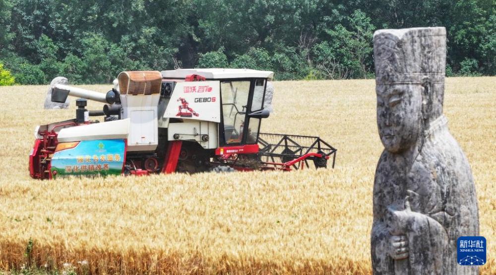 时雨及芒种 四野皆插秧 时雨及芒种 四野皆插秧