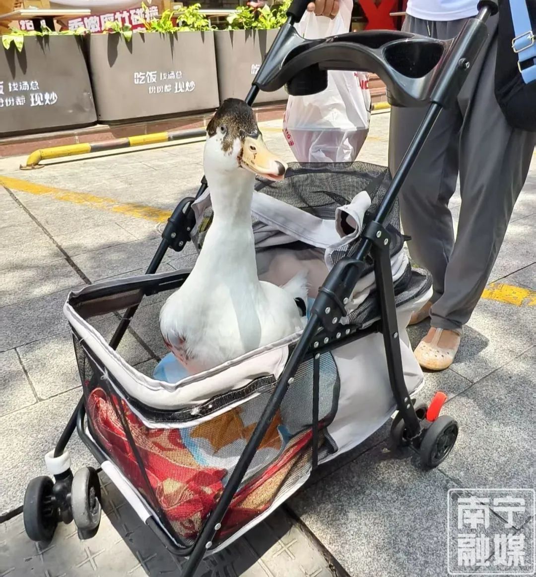 南宁惊现婴儿车“遛鸭”!这波操作太吸睛 南宁惊现婴儿车“遛鸭”!这波操作太吸睛