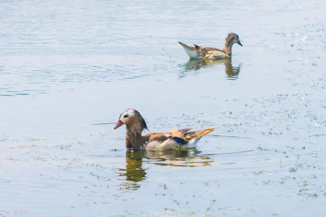 惊喜!时隔4年,它们再现 惊喜!时隔4年,它们再现
