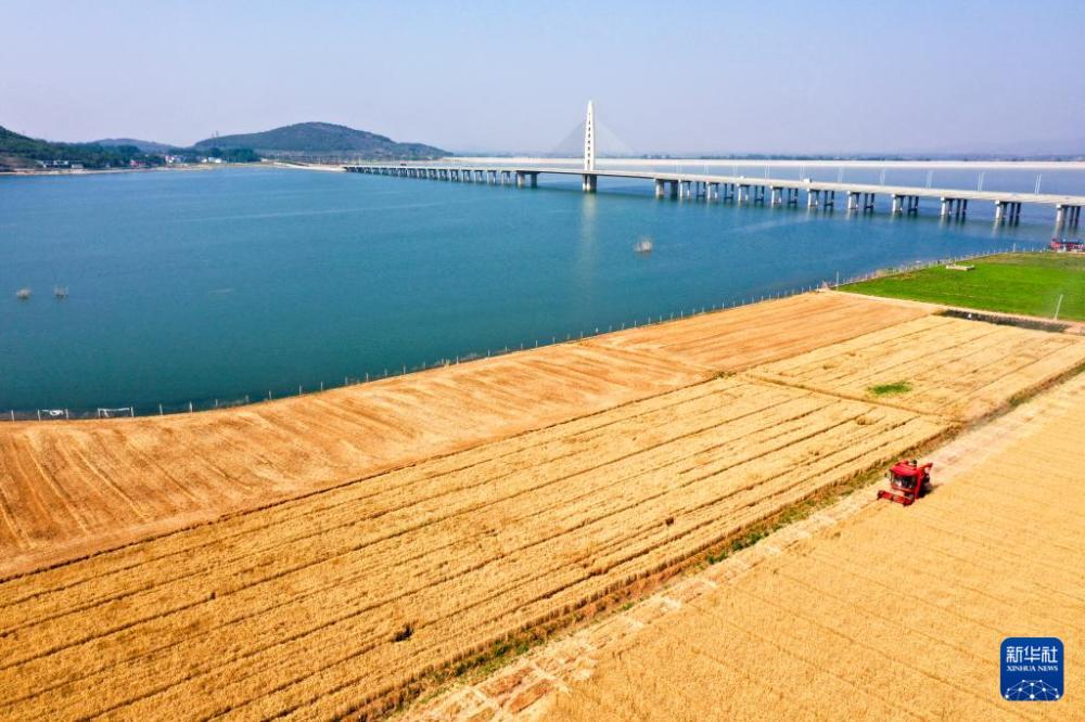 时雨及芒种 四野皆插秧 时雨及芒种 四野皆插秧